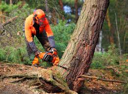 Best Arborist Consultation Services  in Monroe, WI